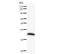 DDX5 Antibody - Western blot analysis of immunized recombinant protein, using anti-DDX5 monoclonal antibody.