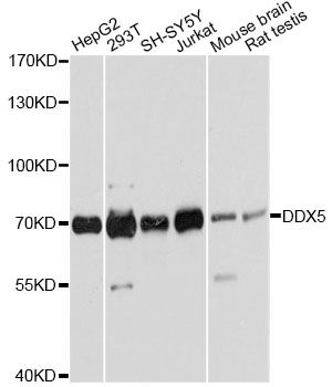 DDX5 Antibody - Western blot analysis of extracts of various cell lines, using DDX5 antibody at 1:2000 dilution. The secondary antibody used was an HRP Goat Anti-Rabbit IgG (H+L) at 1:10000 dilution. Lysates were loaded 25ug per lane and 3% nonfat dry milk in TBST was used for blocking. An ECL Kit was used for detection and the exposure time was 5s.