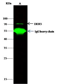 DDX5 Antibody - DDX5 was immunoprecipitated using: Lane A: 0.5 mg PC-3 Whole Cell Lysate. 4 uL anti-DDX5 rabbit polyclonal antibody and 15 ul of 50% Protein G agarose. Primary antibody: Anti-DDX5 rabbit polyclonal antibody, at 1:100 dilution. Secondary antibody: Dylight 800-labeled antibody to rabbit IgG (H+L), at 1:5000 dilution. Developed using the odssey technique. Performed under reducing conditions. Predicted band size: 69 kDa. Observed band size: 69 kDa.