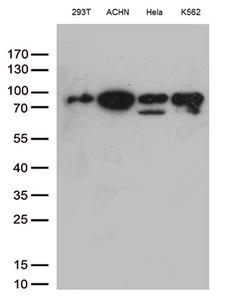 DDX50 Antibody - Western blot analysis of extracts(35ug) from 4 different cell lines by using anti-DDX50 monoclonal antibody. (1:500)