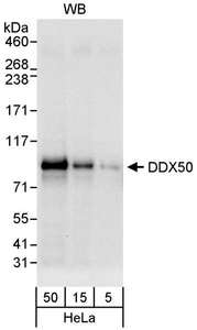 DDX50 Antibody - Detection of Human DDX50 by Western Blot. Samples: Whole cell lysate (5, 15 and 50 ug) from HeLa cells. Antibody: Affinity purified rabbit anti-DDX50 antibody used for WB at 0.04 ug/ml. Detection: Chemiluminescence with an exposure time 10 seconds.