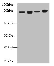 DDX50 Antibody - Western blot All lanes: DDX50 antibody at 4µg/ml Lane 1: Hela whole cell lysate Lane 2: Jurkat whole cell lysate Lane 3: K562 whole cell lysate Lane 4: 293T whole cell lysate Secondary Goat polyclonal to rabbit IgG at 1/10000 dilution Predicted band size: 83 kDa Observed band size: 83 kDa