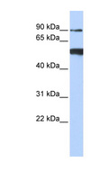 DDX50 Antibody - DDX50 antibody Western blot of 293T cell lysate. This image was taken for the unconjugated form of this product. Other forms have not been tested.