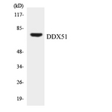 DDX51 Antibody - Western blot analysis of the lysates from K562 cells using DDX51 antibody.