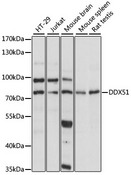 DDX51 Antibody - Western blot analysis of extracts of various cell lines, using DDX51 antibody at 1:1000 dilution. The secondary antibody used was an HRP Goat Anti-Rabbit IgG (H+L) at 1:10000 dilution. Lysates were loaded 25ug per lane and 3% nonfat dry milk in TBST was used for blocking. An ECL Kit was used for detection and the exposure time was 5s.