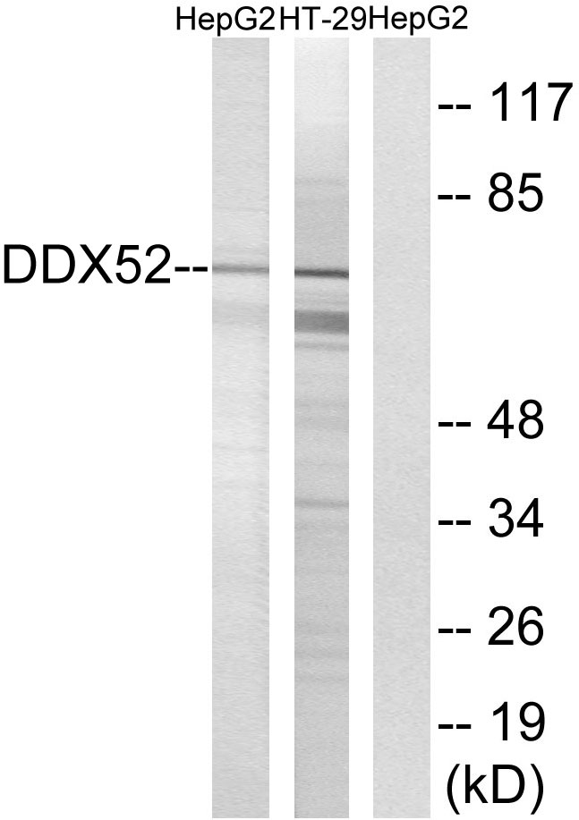 DDX52 Antibody - Western blot analysis of lysates from HepG2 and HT-29 cells, using DDX52 Antibody. The lane on the right is blocked with the synthesized peptide.