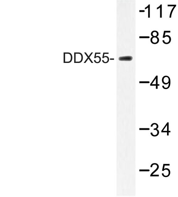 DDX55 Antibody - Western blot of DDX55 (Q133) pAb in extracts from HeLa cells.