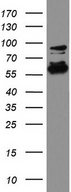 DDX56 Antibody - Western blot analysis of HCT116 cell lysate. (35ug) by using anti-DDX56 monoclonal antibody.