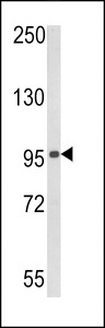 DDX58 / RIG-1 / RIG-I Antibody - Western blot of DDX58 in 293 cell line lysates (35 ug/lane). DDX58 (arrow) was detected using the purified antibody.