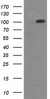 DDX58 / RIG-1 / RIG-I Antibody - HEK293T cells were transfected with the pCMV6-ENTRY control (Left lane) or pCMV6-ENTRY DDX58 (Right lane) cDNA for 48 hrs and lysed. Equivalent amounts of cell lysates (5 ug per lane) were separated by SDS-PAGE and immunoblotted with anti-DDX58.