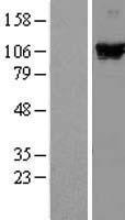 DDX58 / RIG-1 / RIG-I Protein - Western validation with an anti-DDK antibody * L: Control HEK293 lysate R: Over-expression lysate