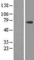 DDX59 Protein - Western validation with an anti-DDK antibody * L: Control HEK293 lysate R: Over-expression lysate