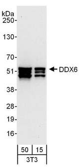 DDX6 Antibody - Detection of Mouse DDX6 by Western Blot. Samples: Whole cell lysate (15 and 50 ug) from NIH3T3 cells. Antibodies: Affinity purified rabbit anti-DDX6 antibody used for WB at 0.2 ug/ml. Detection: Chemiluminescence with an exposure time of 30 seconds.