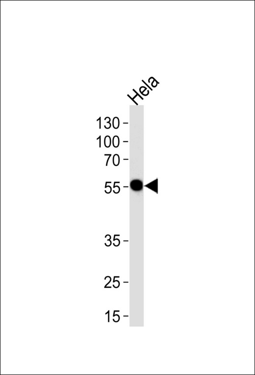 DDX6 Antibody - Western blot of lysate from HeLa cell line, using DDX6 Antibody. Antibody was diluted at 1:1000 at each lane. A goat anti-rabbit IgG H&L (HRP) at 1:5000 dilution was used as the secondary antibody. Lysate at 35ug per lane.