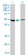 DDX6 Antibody - Western blot of DDX6 expression in transfected 293T cell line by DDX6 monoclonal antibody (M01), clone 3D2.