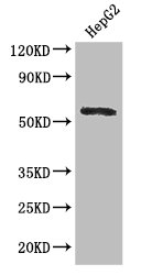 DDX6 Antibody - Positive WB detected in:HepG2 whole cell lysate;All lanes: DDX6 antibody at 2.8ug/ml;Secondary;Goat polyclonal to rabbit IgG at 1/50000 dilution;Predicted band size: 55 kDa;Observed band size: 55 kDa;