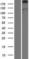 DDX60 Protein - Western validation with an anti-DDK antibody * L: Control HEK293 lysate R: Over-expression lysate