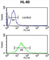 DEC-205 / CD205 / LY75 Antibody - LY75 Antibody flow cytometry of HL-60 cells (bottom histogram) compared to a negative control cell (top histogram). FITC-conjugated goat-anti-rabbit secondary antibodies were used for the analysis.