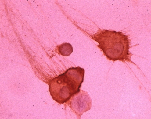 DEC-205 / CD205 / LY75 Antibody - Immunoperoxidase staining of mouse dendritic cells with Rat anti-Mouse CD205.  This image was taken for the unconjugated form of this product. Other forms have not been tested.