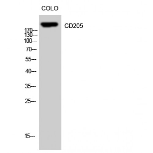 DEC-205 / CD205 / LY75 Antibody - Western blot of CD205 antibody