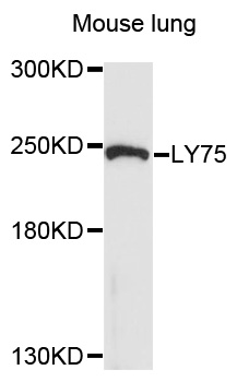DEC-205 / CD205 / LY75 Antibody - Western blot analysis of extracts of mouse lung, using LY75 antibody at 1:1000 dilution. The secondary antibody used was an HRP Goat Anti-Rabbit IgG (H+L) at 1:10000 dilution. Lysates were loaded 25ug per lane and 3% nonfat dry milk in TBST was used for blocking. An ECL Kit was used for detection and the exposure time was 90s.