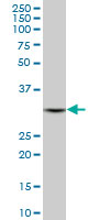 DECR1 Antibody - DECR1 monoclonal antibody (M01), clone 3D4. Western blot of DECR1 expression in HepG2.