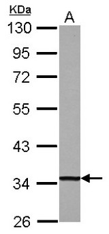 DECR1 Antibody - Sample (30 ug of whole cell lysate) A: HepG2 10% SDS PAGE DECR1 antibody diluted at 1:10000