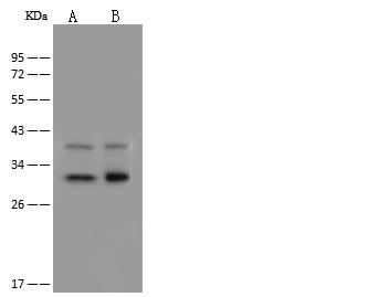 DECR1 Antibody - Anti-DECR1 rabbit polyclonal antibody at 1:500 dilution. Lane A: HepG2 Whole Cell Lysate. Lane B: PC3 Whole Cell Lysate. Lysates/proteins at 30 ug per lane. Secondary: Goat Anti-Rabbit IgG (H+L)/HRP at 1/10000 dilution. Developed using the ECL technique. Performed under reducing conditions.