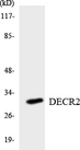 DECR2 Antibody - Western blot analysis of the lysates from HepG2 cells using DECR2 antibody.