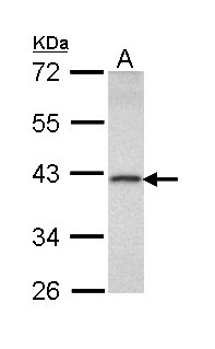 DEDD Antibody - Sample (30 ug of whole cell lysate). A: Raji. 10% SDS PAGE. DEDD antibody diluted at 1:1000.