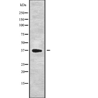 DEDD Antibody - Western blot analysis of DEDD using K562 whole cells lysates