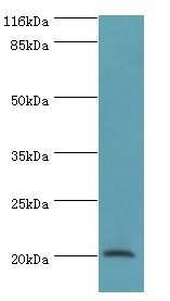 def / Peptide deformylase Antibody - Western blot. All lanes: Peptide deformylase antibody at 2 ug/ml+DH5&alpha; whole cell lysate. Secondary antibody: goat polyclonal to rabbit at 1:10000 dilution. Predicted band size: 20 kDa. Observed band size: 20 kDa.  This image was taken for the unconjugated form of this product. Other forms have not been tested.