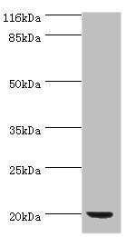 def / Peptide deformylase Antibody - Western blot All lanes: Peptide deformylase antibody at 2µg/ml + DH5 alpha whole cell lysate Secondary Goat polyclonal to rabbit IgG at 1/10000 dilution Predicted band size: 20 kDa Observed band size: 20 kDa