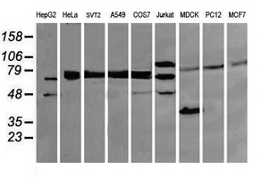 DEF6 Antibody - Western blot of extracts (35ug) from 9 different cell lines by using anti-DEF6 monoclonal antibody (HepG2: human; HeLa: human; SVT2: mouse; A549: human; COS7: monkey; Jurkat: human; MDCK: canine; PC12: rat; MCF7: human).