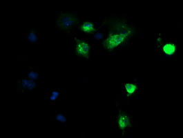 DEF6 Antibody - Anti-DEF6 mouse monoclonal antibody immunofluorescent staining of COS7 cells transiently transfected by pCMV6-ENTRY DEF6.