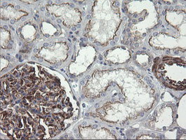 DEF6 Antibody - IHC of paraffin-embedded Human Kidney tissue using anti-DEF6 mouse monoclonal antibody. (Heat-induced epitope retrieval by 10mM citric buffer, pH6.0, 100C for 10min).