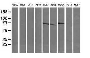 DEF6 Antibody - Western blot of extracts (35 ug) from 9 different cell lines by using g anti-DEF6 monoclonal antibody (HepG2: human; HeLa: human; SVT2: mouse; A549: human; COS7: monkey; Jurkat: human; MDCK: canine; PC12: rat; MCF7: human).