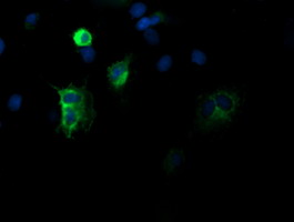 DEF6 Antibody - Anti-DEF6 mouse monoclonal antibody immunofluorescent staining of COS7 cells transiently transfected by pCMV6-ENTRY DEF6.