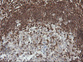 DEF6 Antibody - IHC of paraffin-embedded Human tonsil using anti-DEF6 mouse monoclonal antibody.