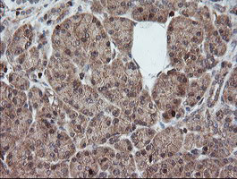 DEF6 Antibody - IHC of paraffin-embedded Human pancreas tissue using anti-DEF6 mouse monoclonal antibody. (Heat-induced epitope retrieval by 10mM citric buffer, pH6.0, 100C for 10min).