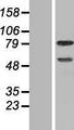 DEF6 Protein - Western validation with an anti-DDK antibody * L: Control HEK293 lysate R: Over-expression lysate