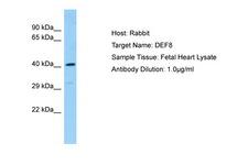 DEF8 Antibody -  This image was taken for the unconjugated form of this product. Other forms have not been tested.