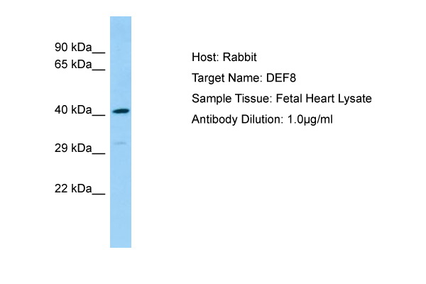 DEF8 Antibody -  This image was taken for the unconjugated form of this product. Other forms have not been tested.