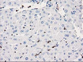 DEF8 Antibody - IHC of paraffin-embedded Human liver tissue using anti-DEF8 mouse monoclonal antibody. (Heat-induced epitope retrieval by 10mM citric buffer, pH6.0, 100C for 10min).