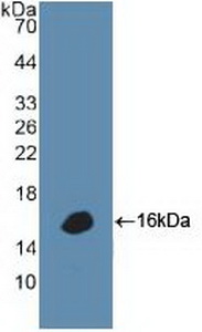 DEFA1 / Defensin Alpha 1 Antibody - Western Blot; Sample: Recombinant DEFa1, Human.