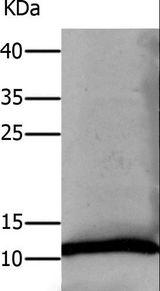 DEFA1 / Defensin Alpha 1 Antibody - Western blot analysis of Human lung tissue, using DEFA1 Polyclonal Antibody at dilution of 1:550.