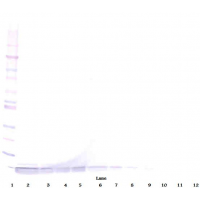 DEFA1 / Defensin Alpha 1 Antibody - To detect hNP-1 by Western Blot analysis this antibody can be used at a concentration of 0.1- 0.2 ug/ml. Used in conjunction with compatible secondary reagents the detection limit for recombinant hNP-1 is 1.5-3.0 ng/lane, under either reducing or non-reducing conditions.