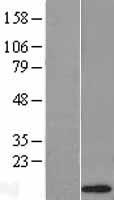 DEFA1 / Defensin Alpha 1 Protein - Western validation with an anti-DDK antibody * L: Control HEK293 lysate R: Over-expression lysate