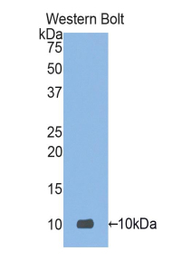 DEFA3 / Defensin Alpha 3 Antibody - Western blot of recombinant DEFA3.  This image was taken for the unconjugated form of this product. Other forms have not been tested.