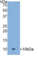 DEFA3 / Defensin Alpha 3 Antibody - Western Blot; Sample: Recombinant DEFa3, Human.